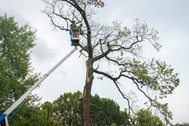 Best Tree Risk Assessment  in York, PA