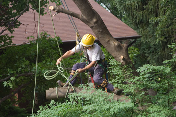 Best Hazardous Tree Removal  in York, PA